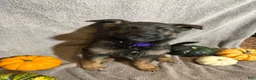 German Shepherd dogs for sale: Emily (Purple Collar Female)  - Ad 1
