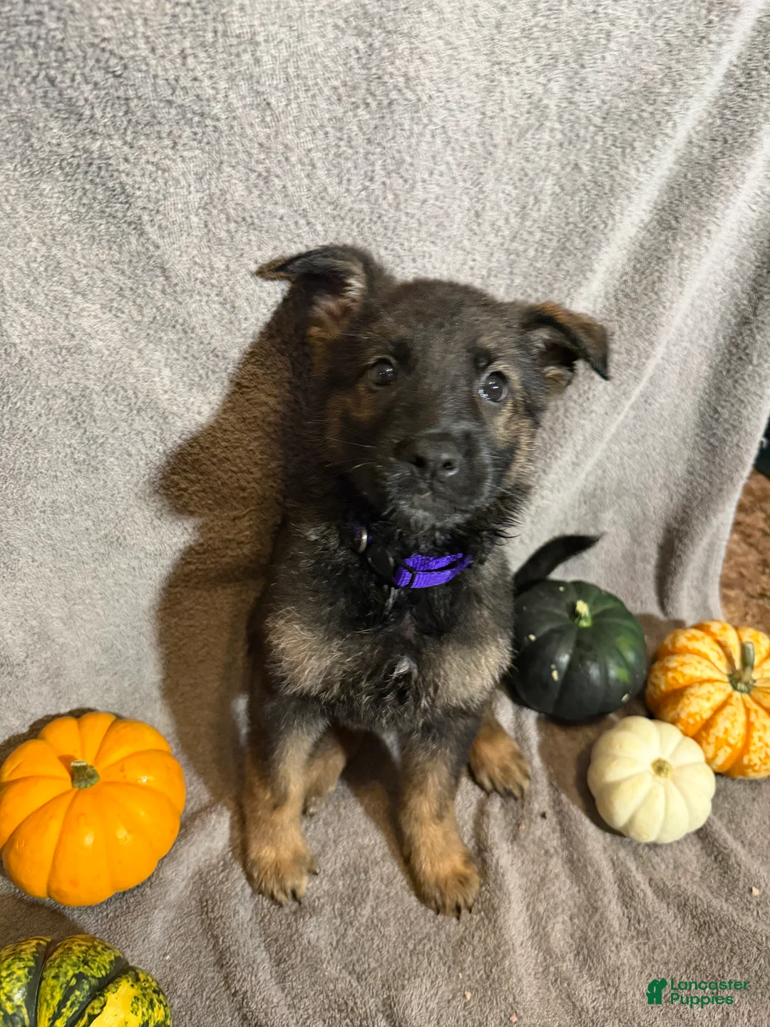 German Shepherd dogs for sale: Emily (Purple Collar Female)  - Ad 1