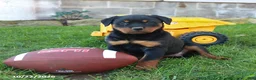 Rottweiler dogs for sale: Eagle - Ad 5