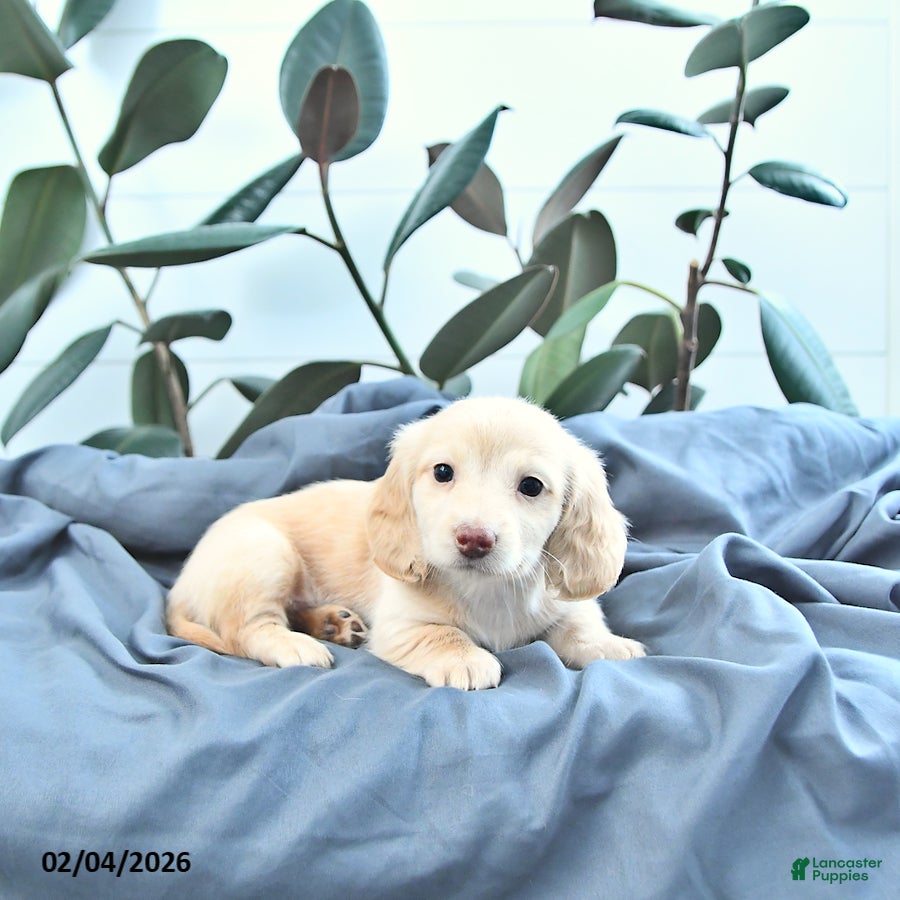 Miniature Dachshund dogs Oakley - Ad 9