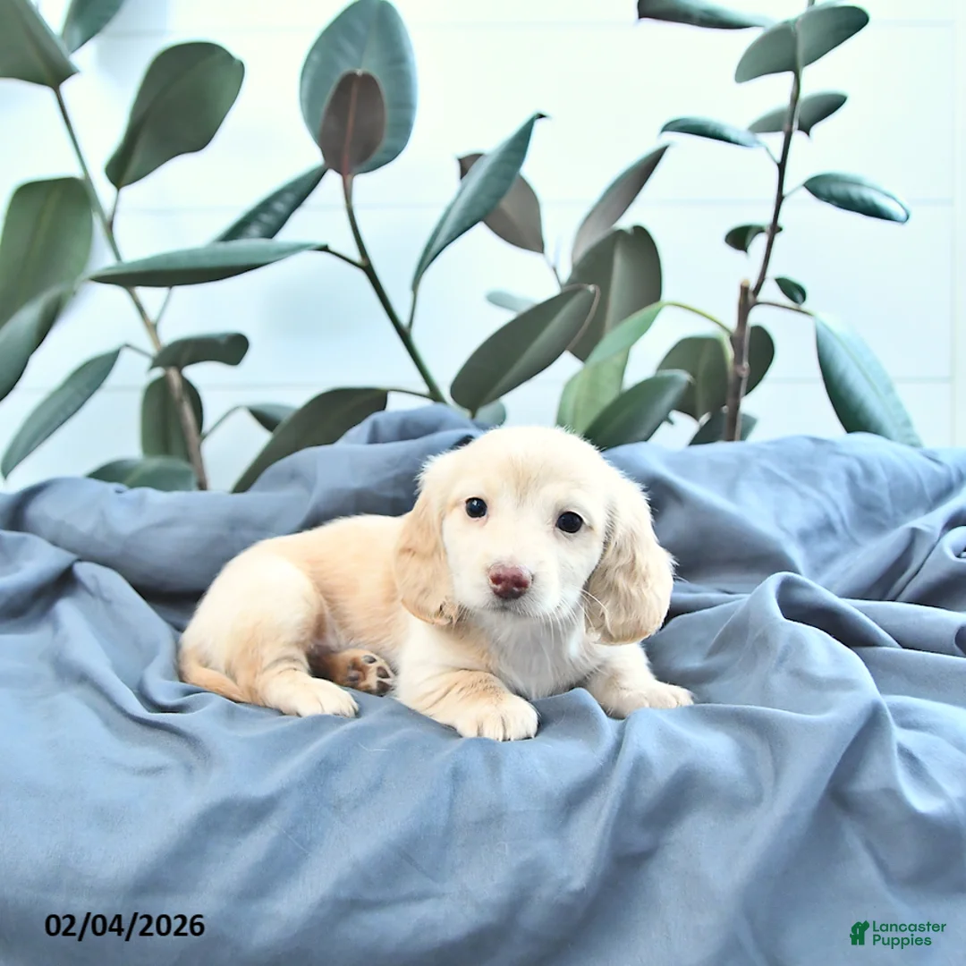 Miniature Dachshund dogs for sale: Oakley - Ad 1