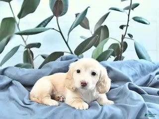 Miniature Dachshund dogs Oakley - Ad 9