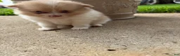 Pomeranian dogs for sale: Andy - Ad 4