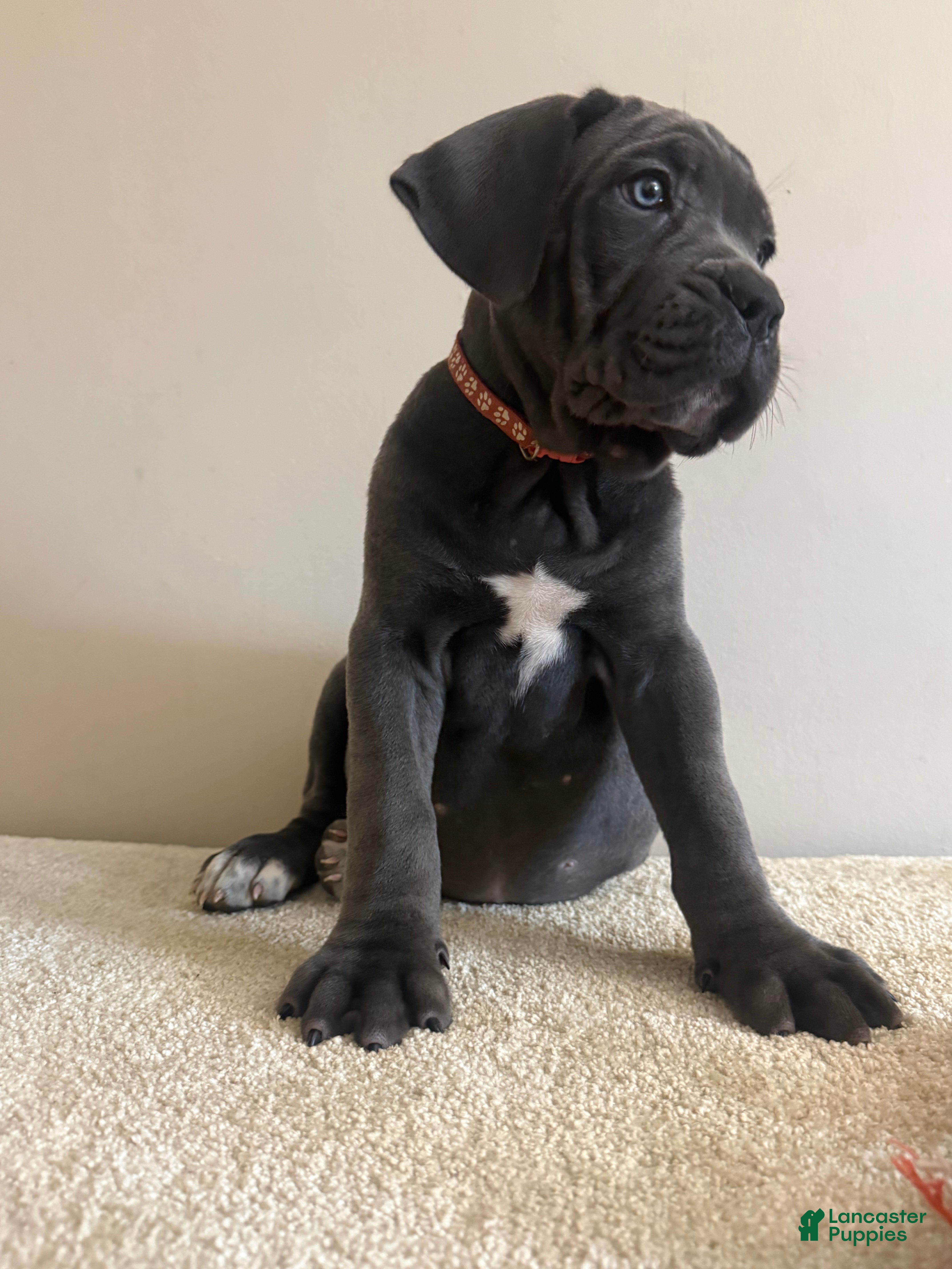 Cane Corso dogs for sale: Roxie  - Ad 3