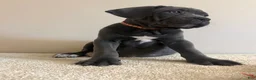 Cane Corso dogs for sale: Roxie  - Ad 1