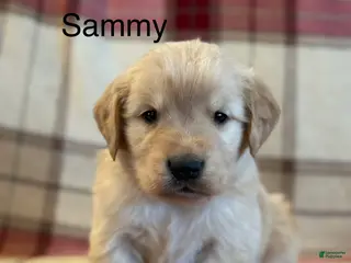 Golden Retriever dogs Sammy - Ad 13