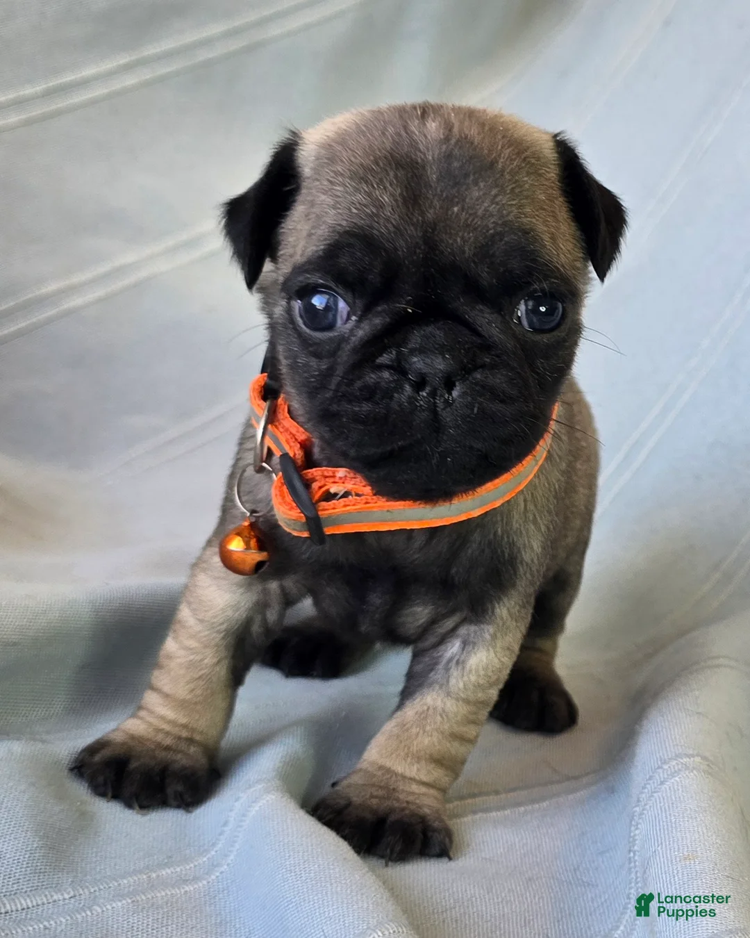 Pug dogs for sale: Nakita - Ad 6