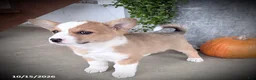 Welsh Corgi Pembroke dogs for sale: Becky - Ad 4