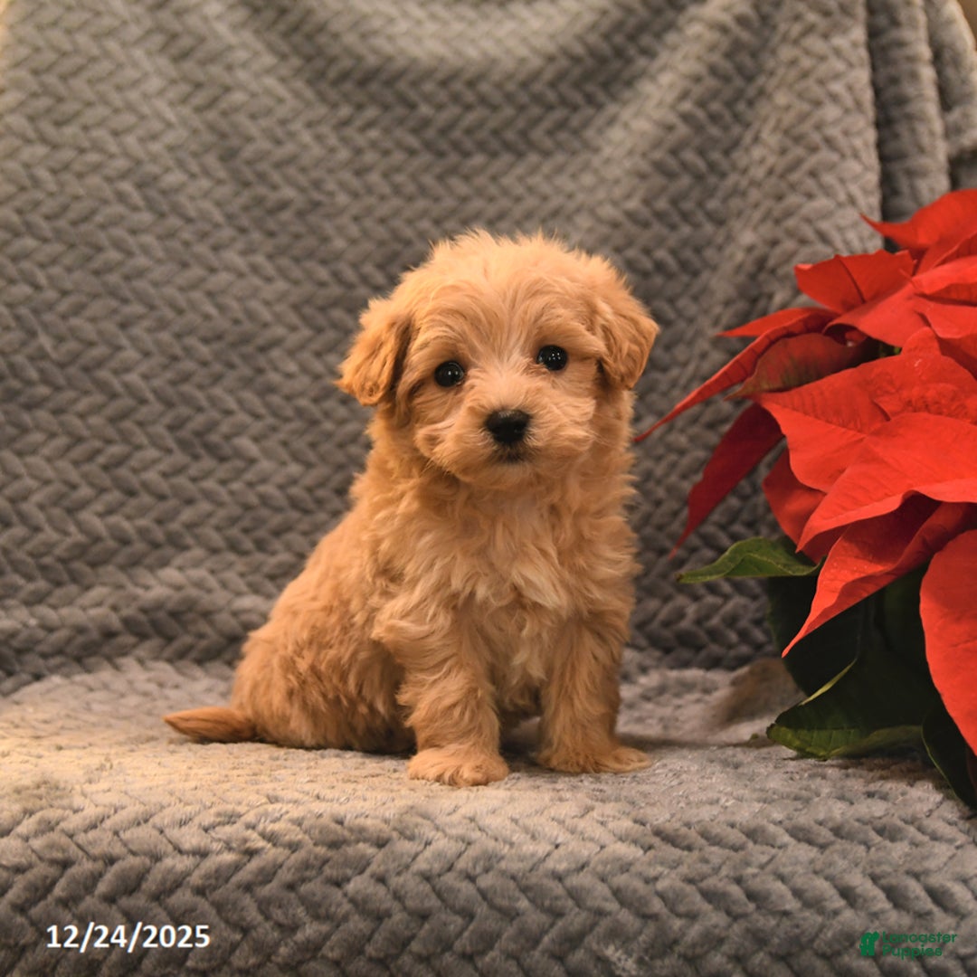 Maltipoo dogs for sale: Taffy - Ad 4