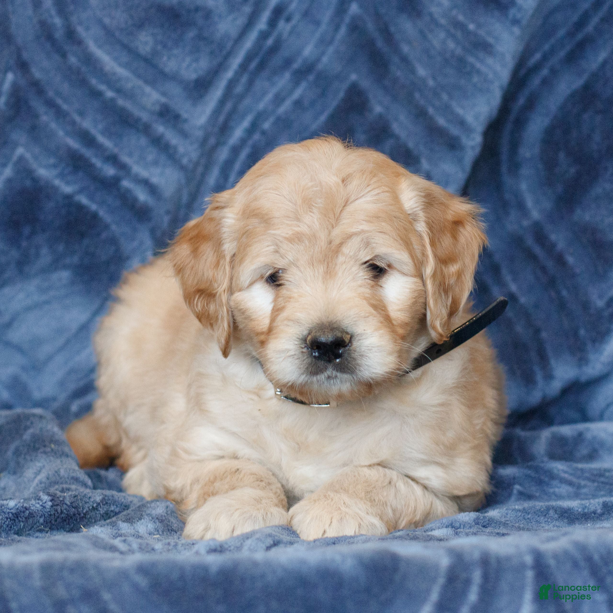 Mini Goldendoodle dogs Kyrie  - Ad 1