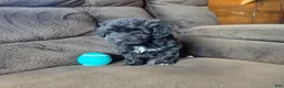 Mini Aussiedoodle dogs for sale: Drakar - Ad 3