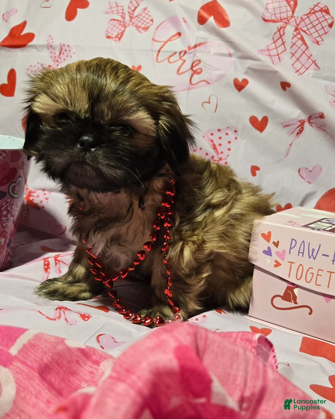 Shih Tzu dogs for sale: Dallas - Ad 30