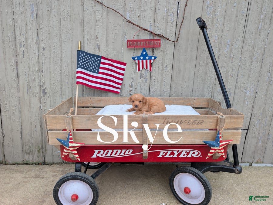 Mixed Breed dogs Skye - Ad 30