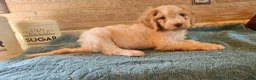 Goldendoodle dogs for sale: Teddy - Ad 2