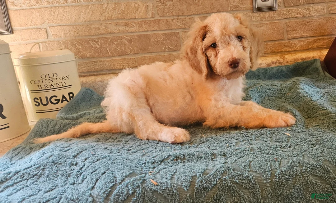Goldendoodle dogs for sale: Teddy - Ad 2