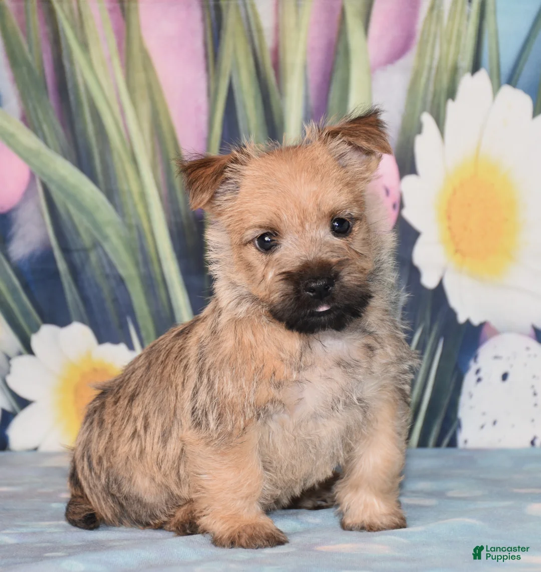 Cairn Terrier dogs for sale: Mojo - Ad 1