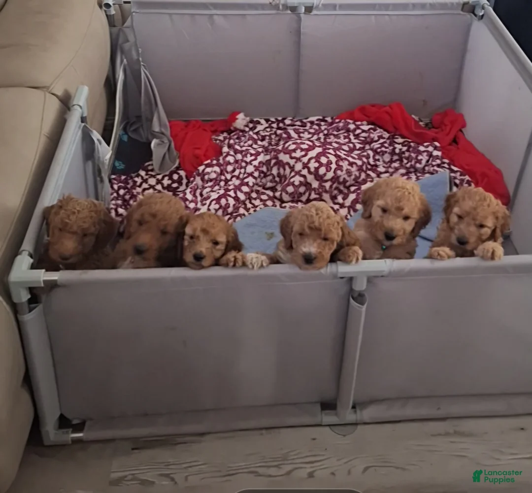 Goldendoodle dogs for sale: Goldendoodle Puppy 4 - Ad 3
