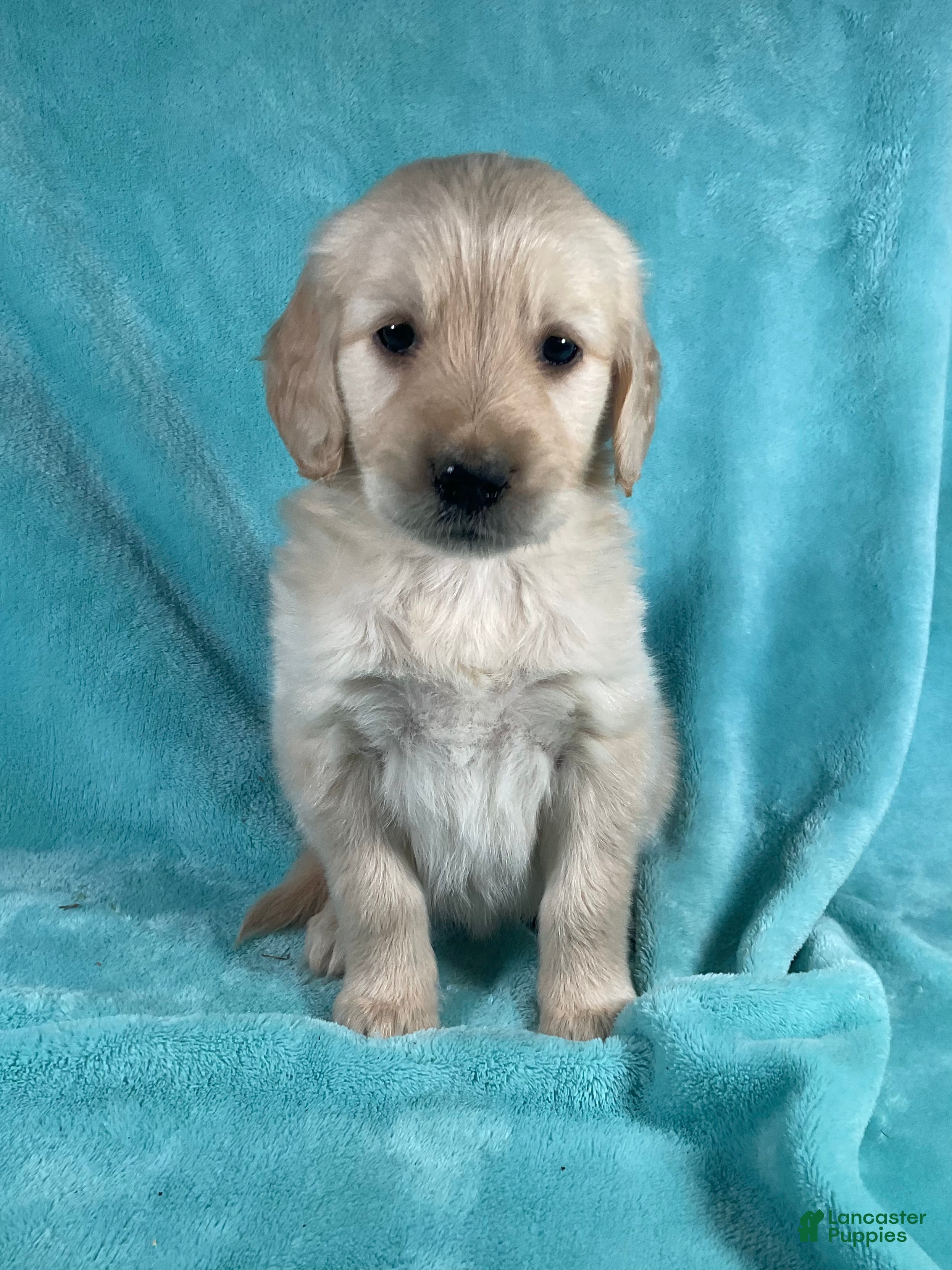Golden Retriever dogs Mia 1553 - Ad 1