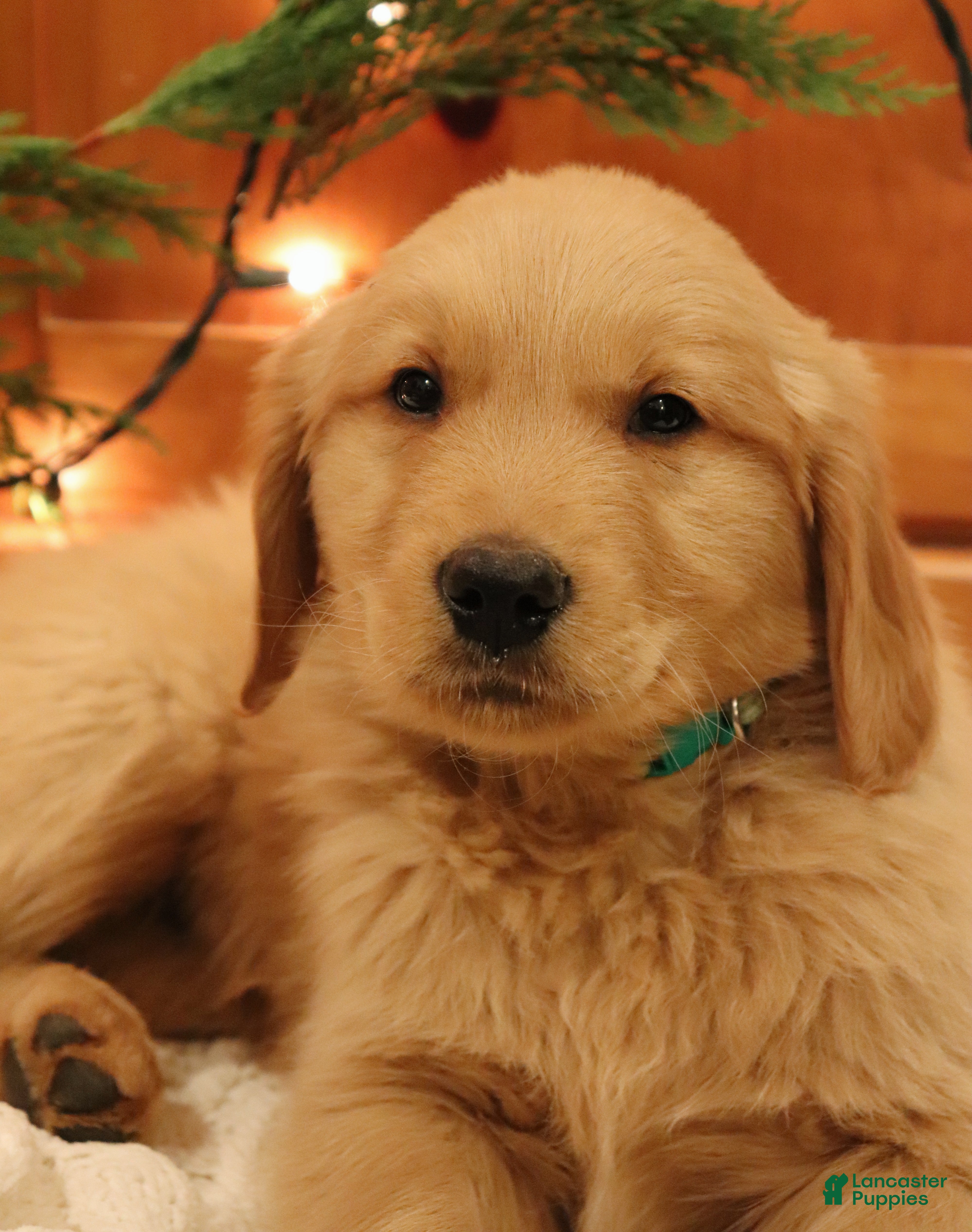 Golden Retriever dogs Romeo - Ad 36