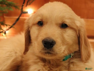 Golden Retriever dogs for sale: Romeo - Ad 3