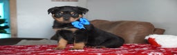 Rottweiler dogs for sale: Gunner - Ad 2
