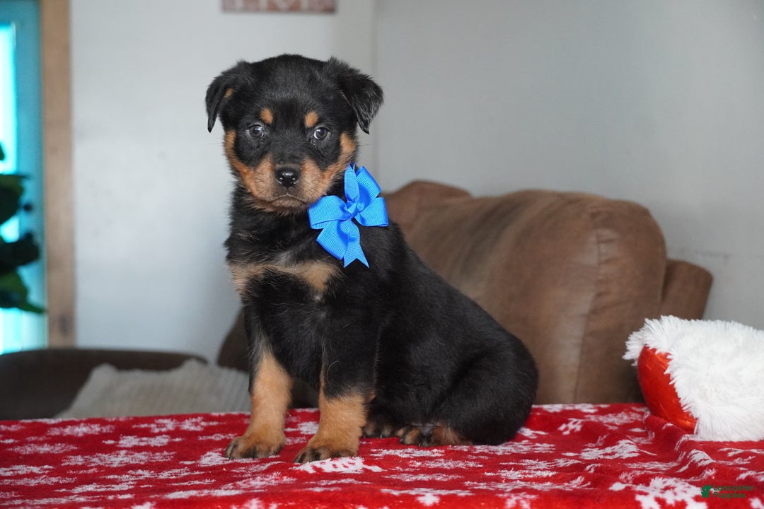 Rottweiler dogs for sale: Gunner - Ad 2