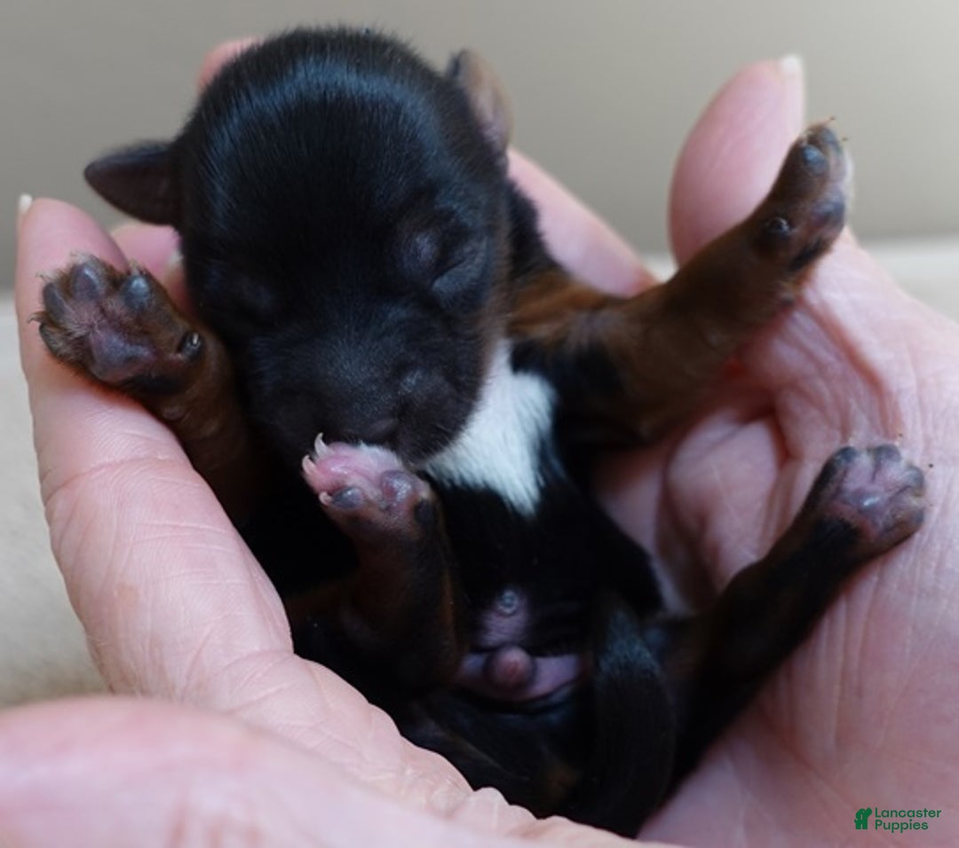 Yorkshire Terrier dogs for sale: Taj  - Ad 5