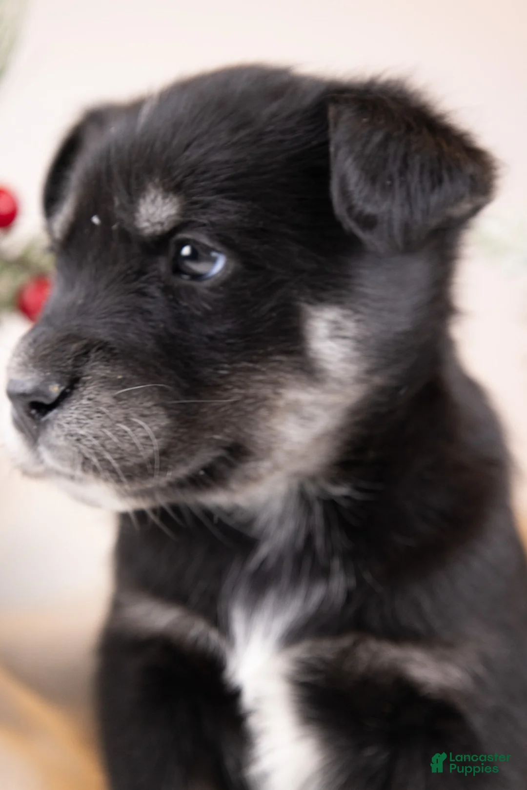 Goberian dogs for sale: Holly - Ad 33