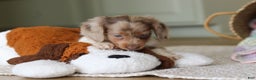 Miniature Dachshund dogs for sale: Skye - Ad 21