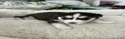 Siberian Husky dogs for sale: Nova - Ad 1