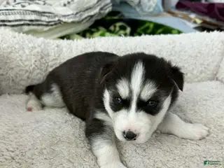 Siberian Husky dogs Nova - Ad 5