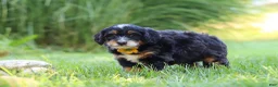Mini Bernedoodle dogs for sale: Airhead - Ad 5