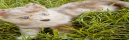 Pomsky dogs for sale: Lava Lavender Merle  - Ad 4