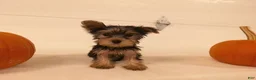Yorkshire Terrier dogs for sale: Ruby - Ad 7
