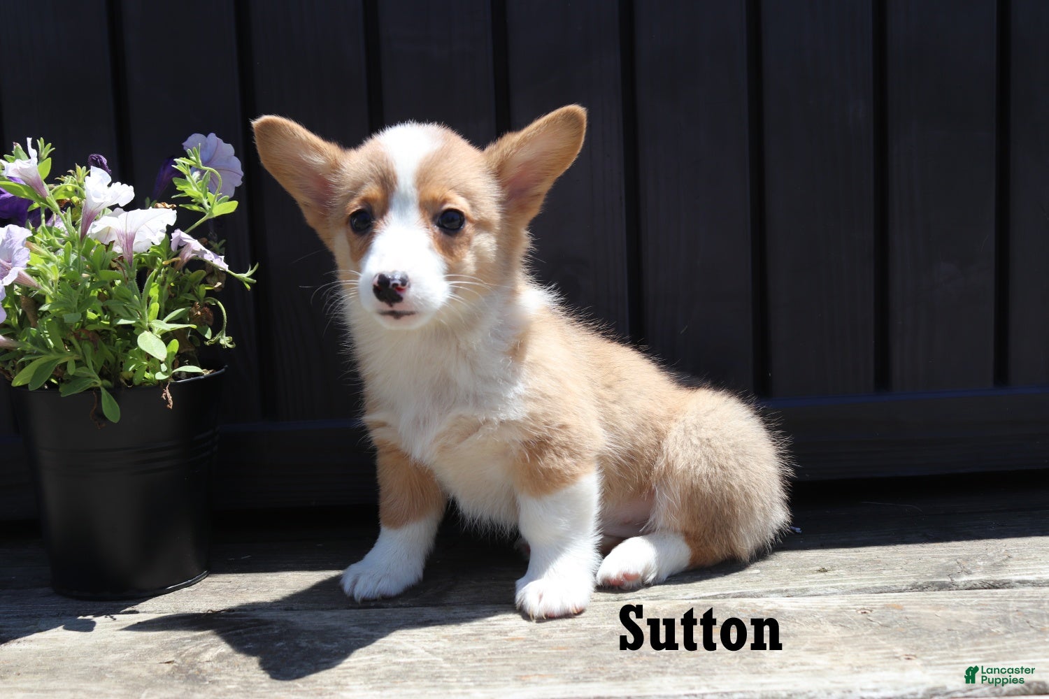 Welsh Corgi Pembroke dogs Sutton - Ad 1