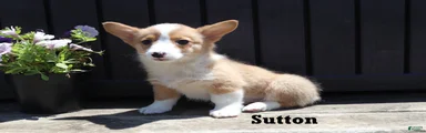 Sutton