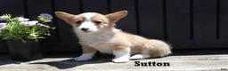 Welsh Corgi Pembroke dogs for sale: Sutton - Ad 1