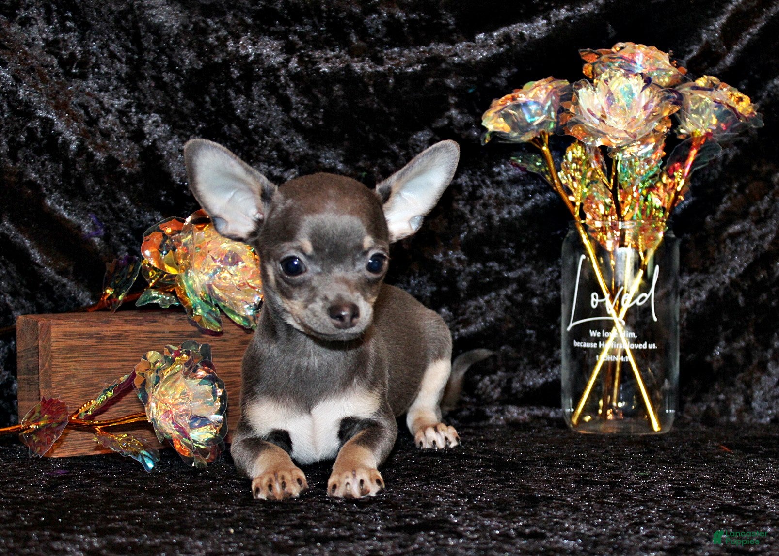 Chihuahua dogs Wendall - Ad 1