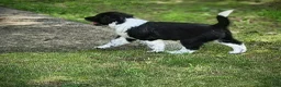 Mixed Breed dogs for sale: Quinn - Ad 2
