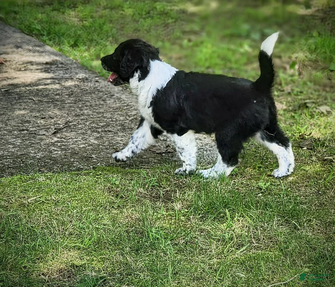 Mixed Breed dogs for sale: Quinn - Ad 2
