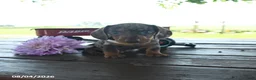 Miniature Dachshund dogs for sale: Brody - Ad 3