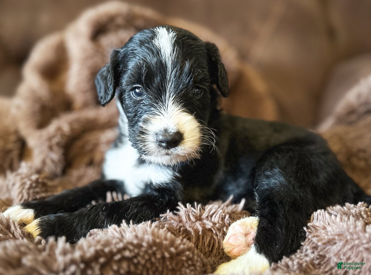 Mini Bernedoodle dogs for sale: Walter  - Ad 33