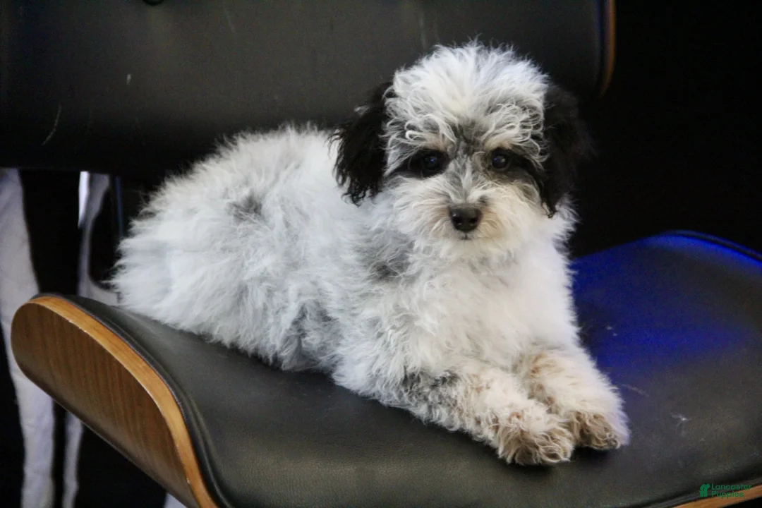 Mini Bernedoodle dogs for sale: Coon - Ad 6