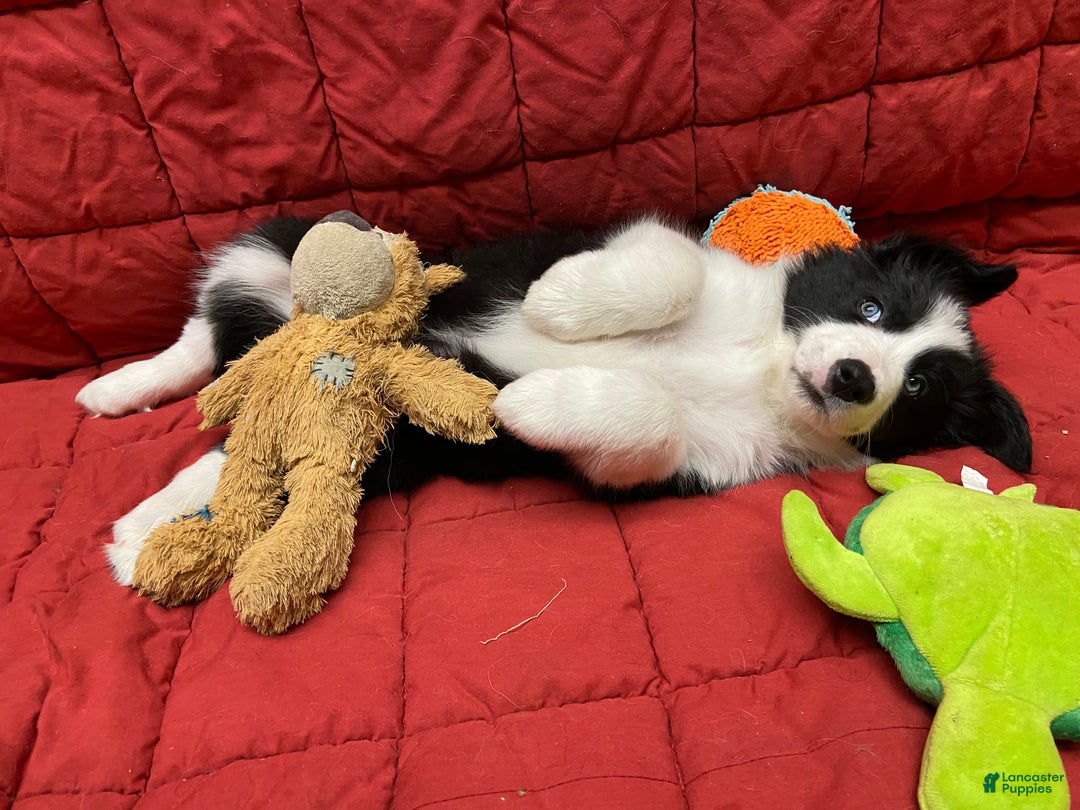 Border Collie dogs for sale: Orka - Ad 11