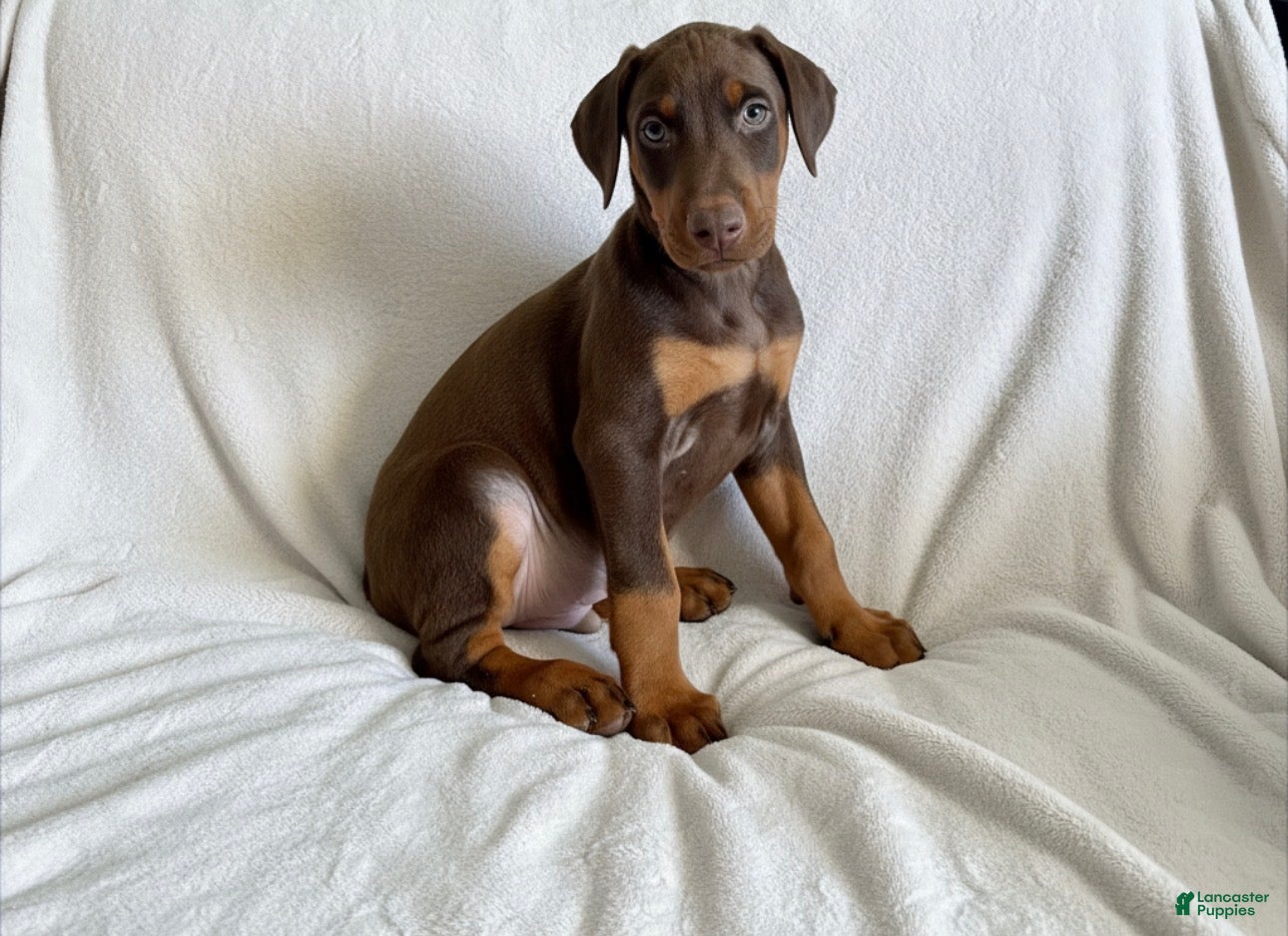 Doberman Pinscher dogs Apollo- NOT AMISH - Ad 2