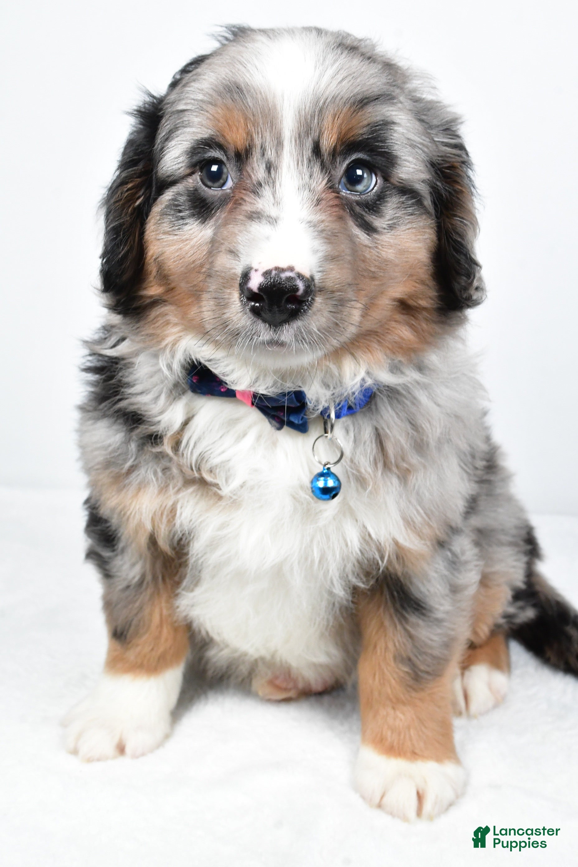 Mini Aussiedoodle dogs Smokey - Ad 1