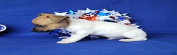 Jack Russell Terrier dogs for sale: Jude purebred JRT - Ad 6