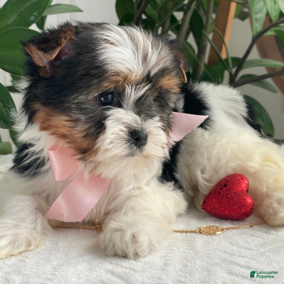 Biewer Terrier dogs for sale: Kiwi - Ad 11