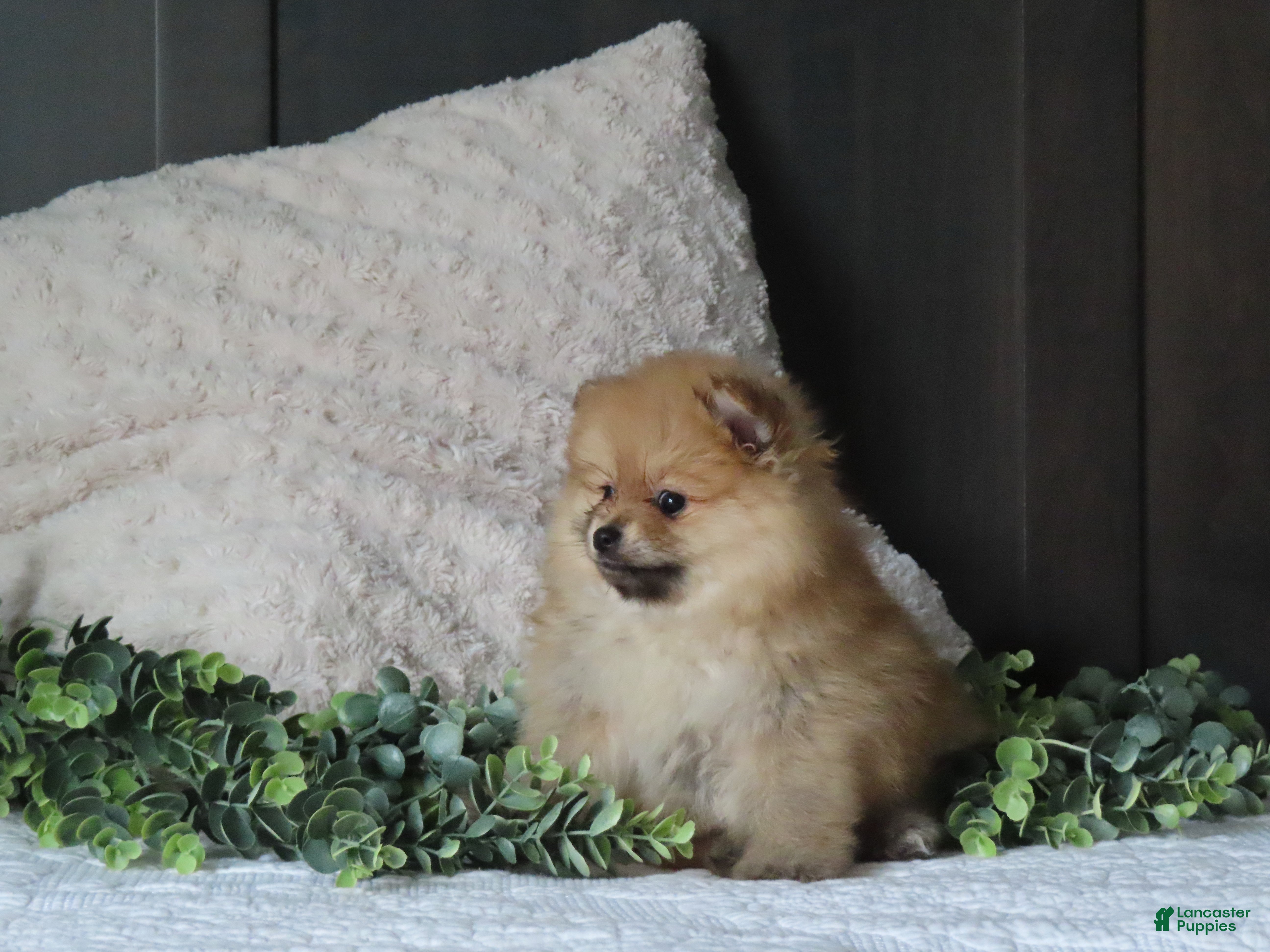 Pomeranian dogs BONNIE - Ad 2