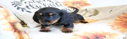 Miniature Dachshund dogs for sale: Daisy - Ad 6
